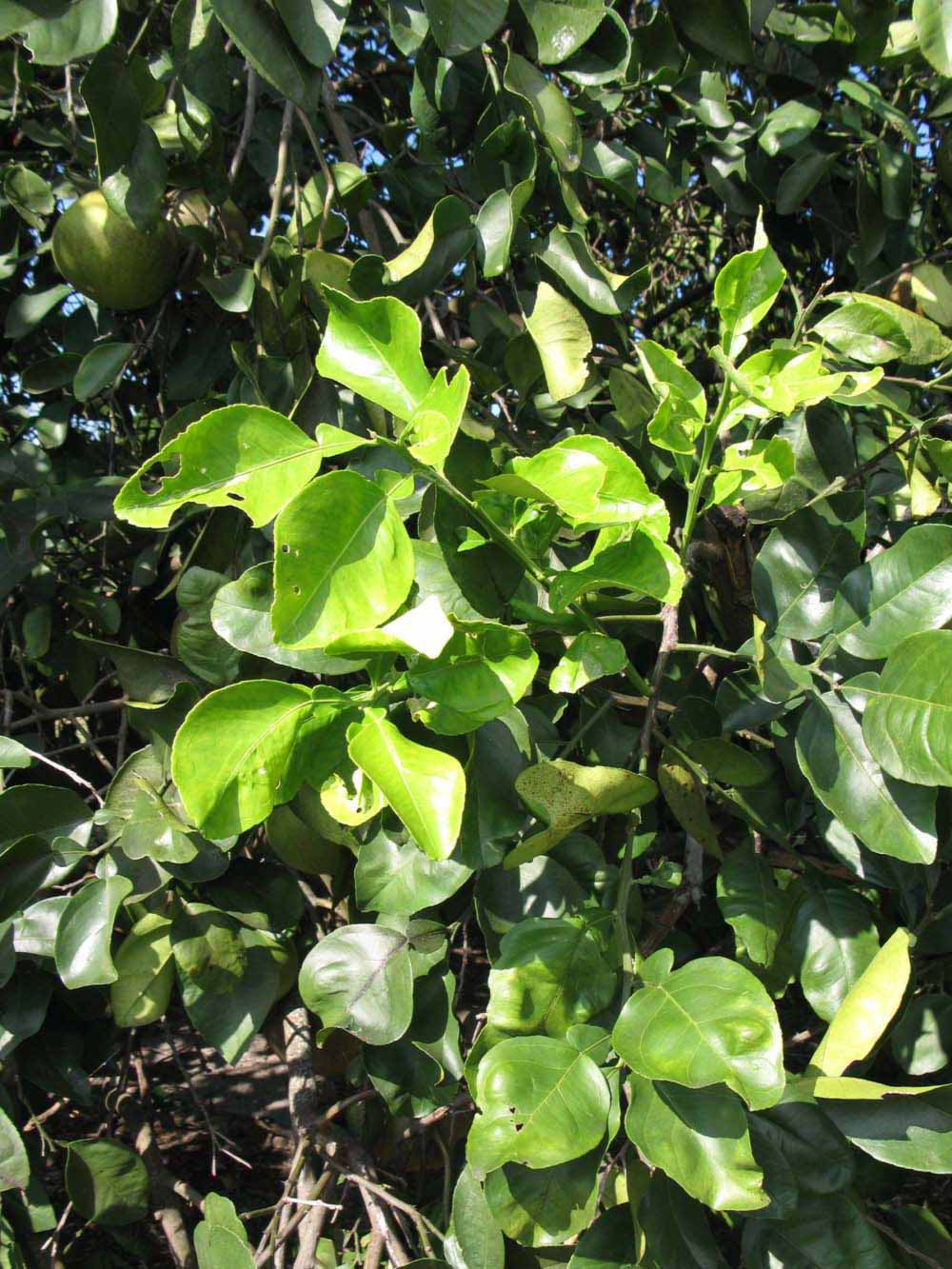              Sun leaves (Winter Haven, FL)       